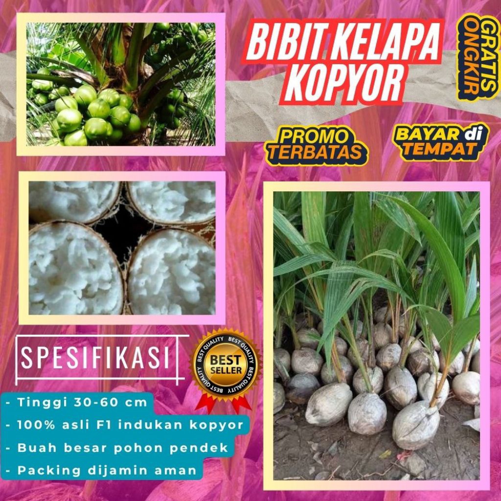 PROMO  Bibit Kelapa Kopyor, Bibit Kelapa Kopyor Asli, Bibit Kelapa Kopyor Bersertifikat