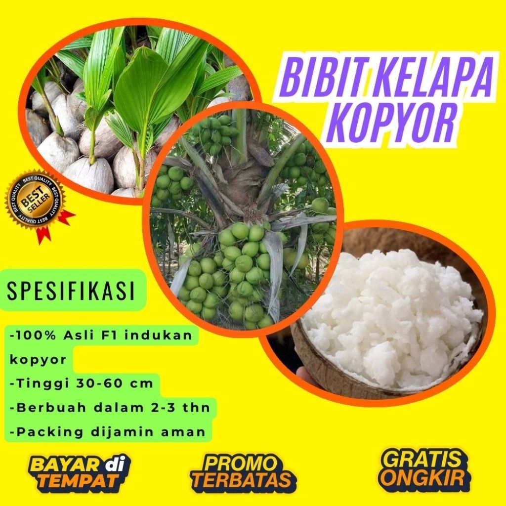 POHON PENDEK  Benih Kelapa Kopyor Kultur Jaringan, Benih Kelapa Kopyor Madu