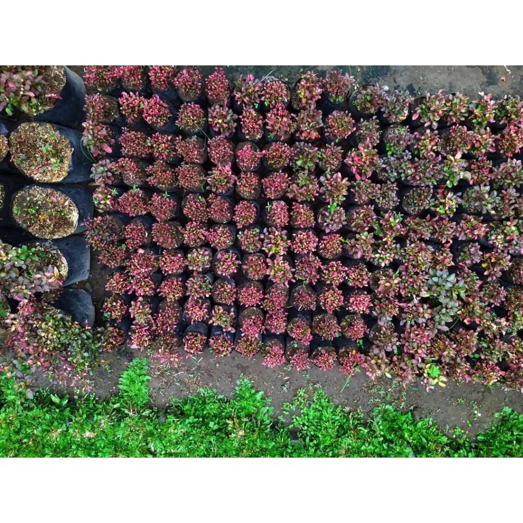 Tanaman hias krokot merah rimbun