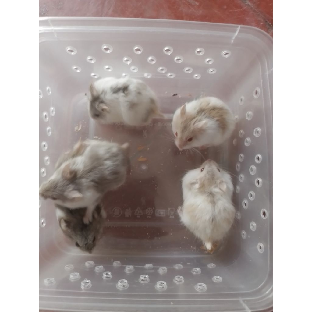 GMVShopp *Ready Hamster Semua Jenis Pengiriman khusus Instan area Semarang