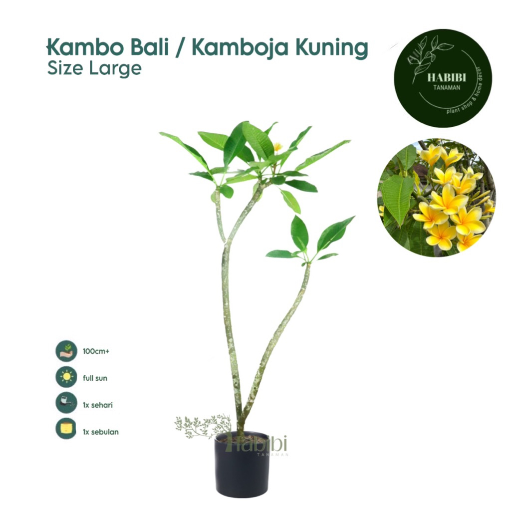 Tanaman Kamboja Bali Bunga Kuning Tinggi 1 Meter Pohon Kamboja