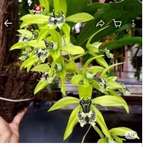 Anggrek Hitam Kalimantan Pandurata