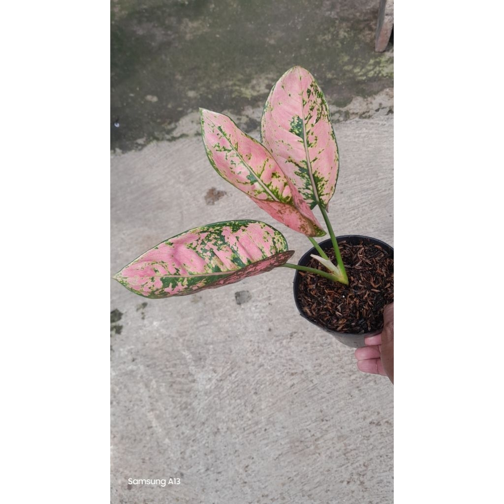 Aglonema RUBY FANTA (Size Remaja Daun 3) (3)