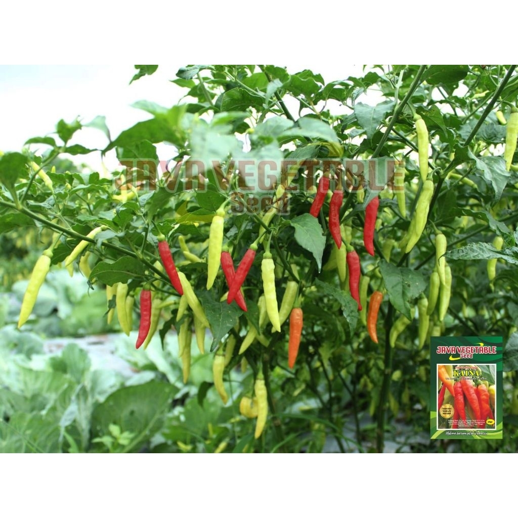 Benih Cabe Rawit KAINA 10gr  Cabe rawit Merunduk Tahan Virus