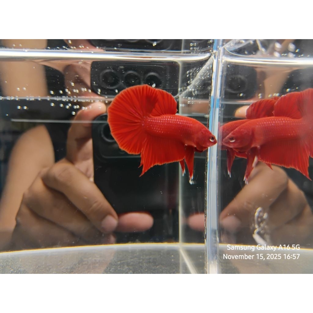 HMPK SUPER RED kode 02