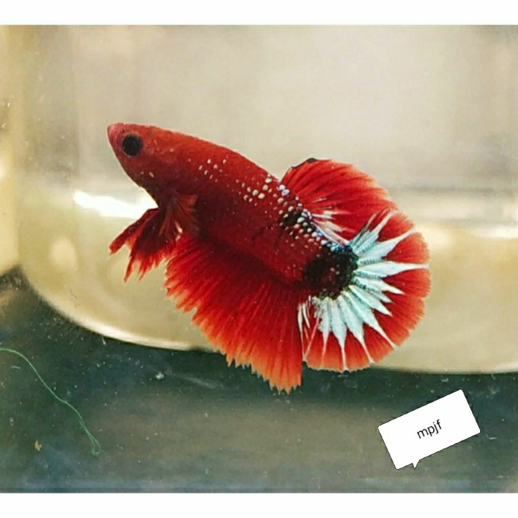 cupang fccp red head