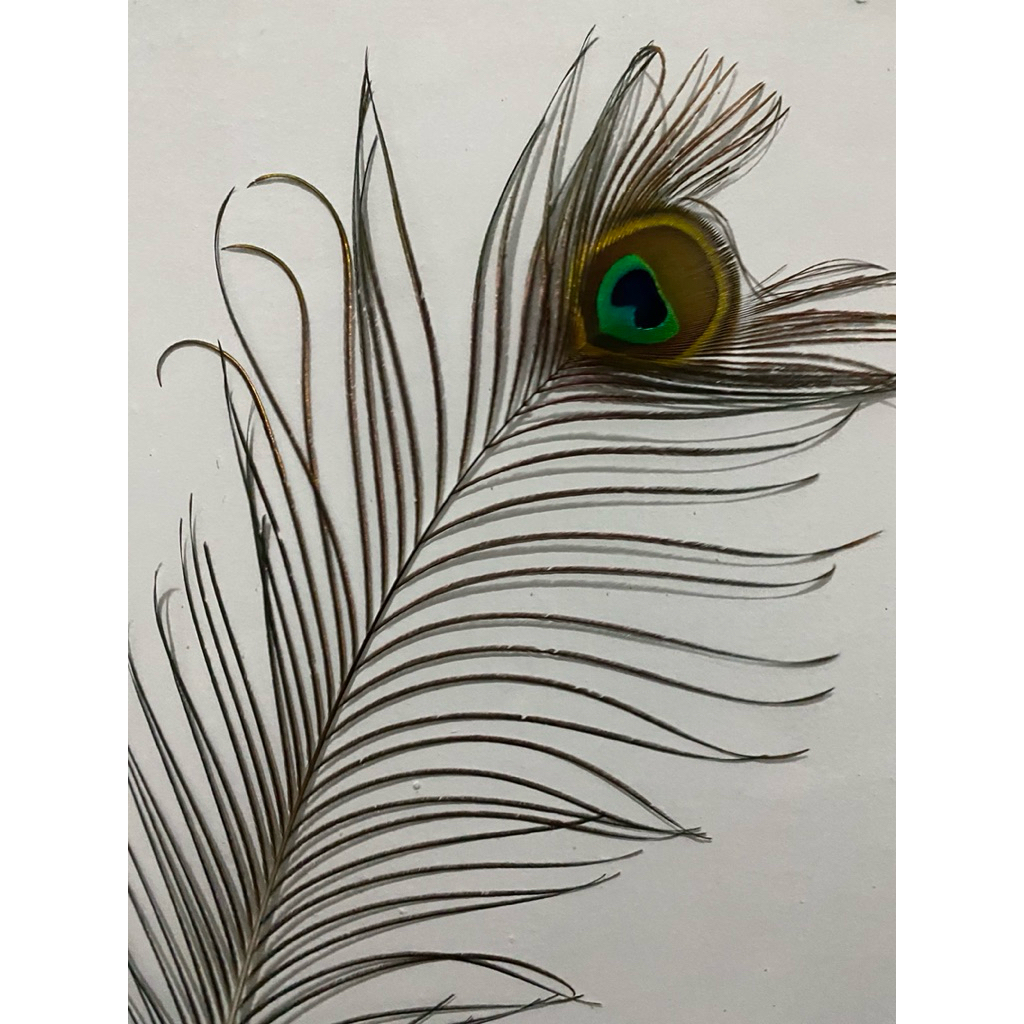 BULU MERAK ASLI 100%