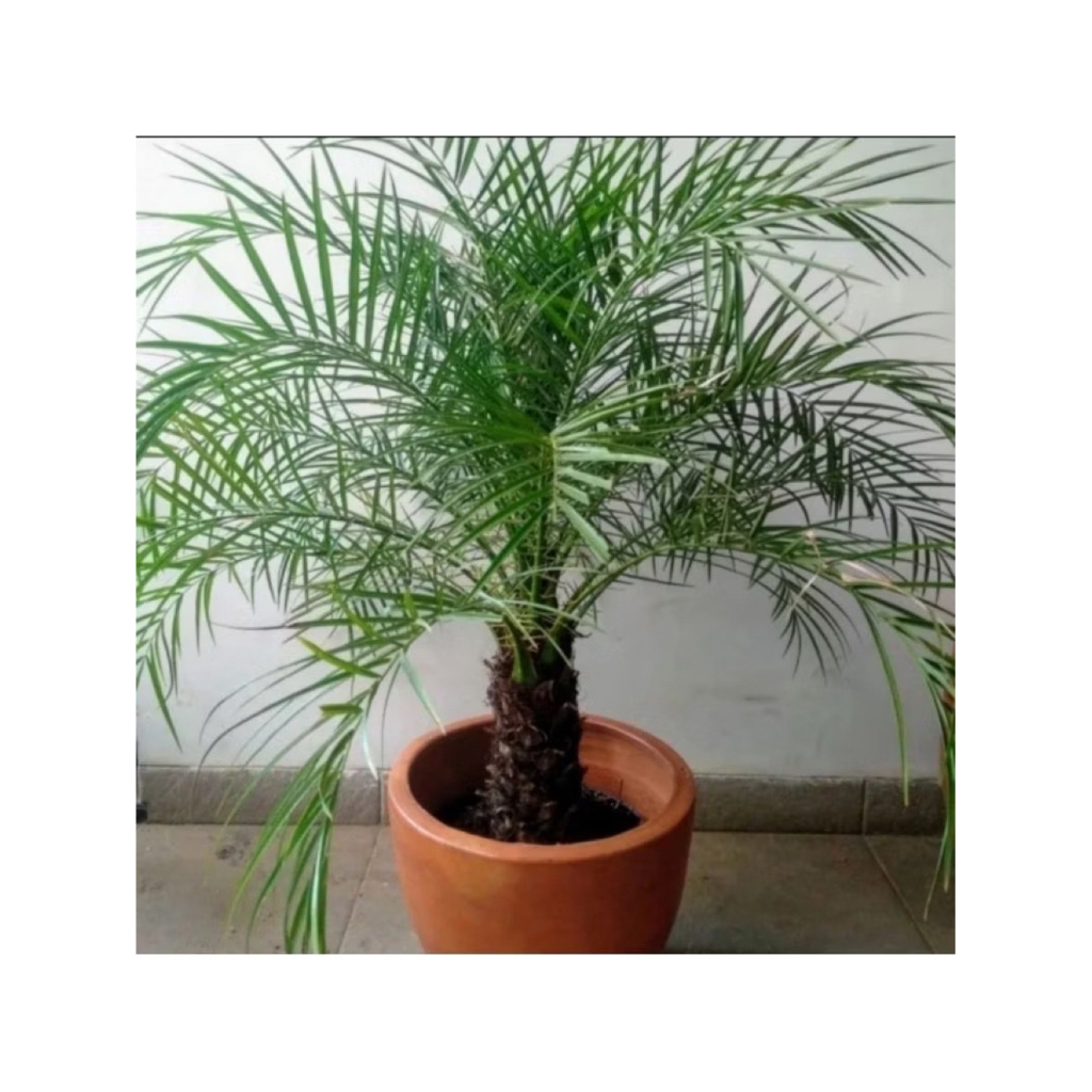 Palem Phoenix - Palm Phonix - Tanaman Hias Palem Phoenix Tinggi 50-80 cm - Palem Duri - Palem Phonix