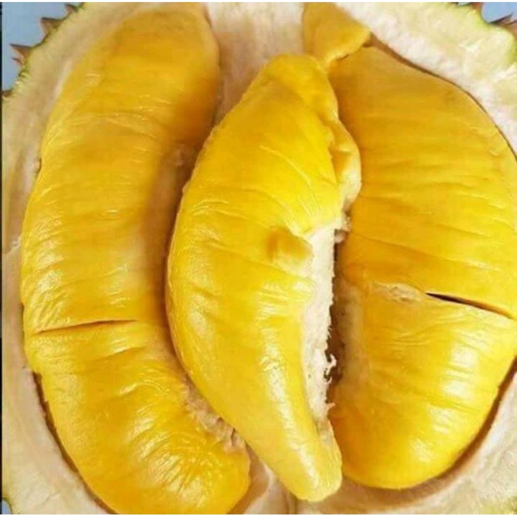 DURIAN MONTONG KUPAS 1KG/ ASLI PEKALONGAN