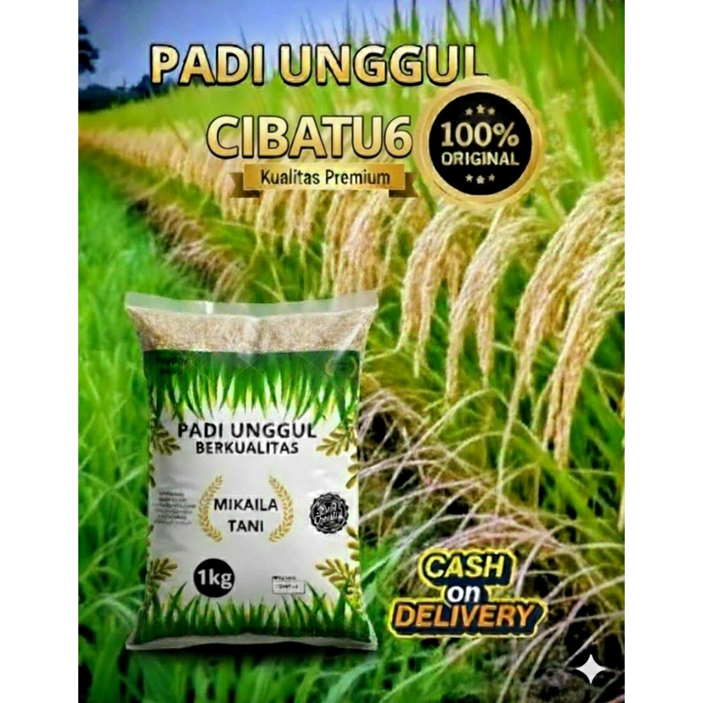 BENIH PADI UNGGUL BERKUALITAS CIBATU06