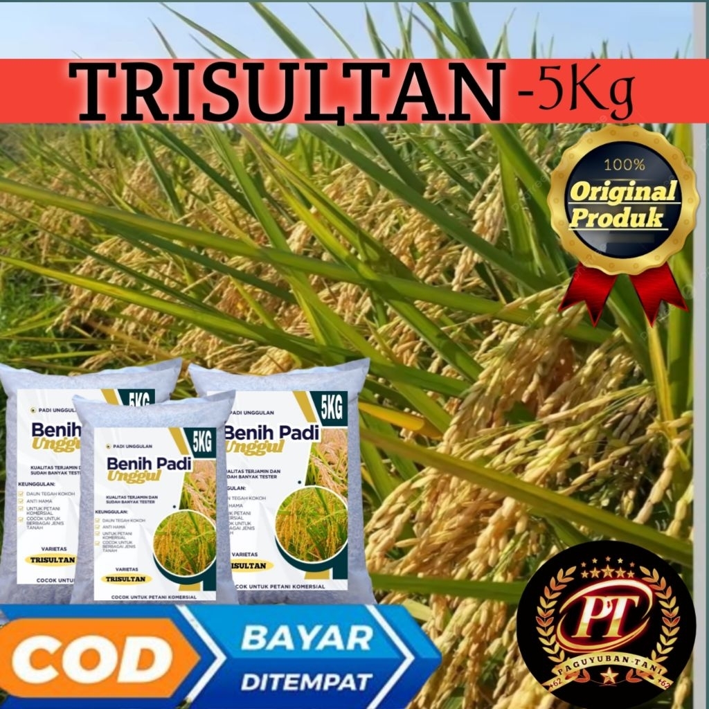 Bibit Padi Unggul Tri Sultan Benih padi Trisultan 5KG