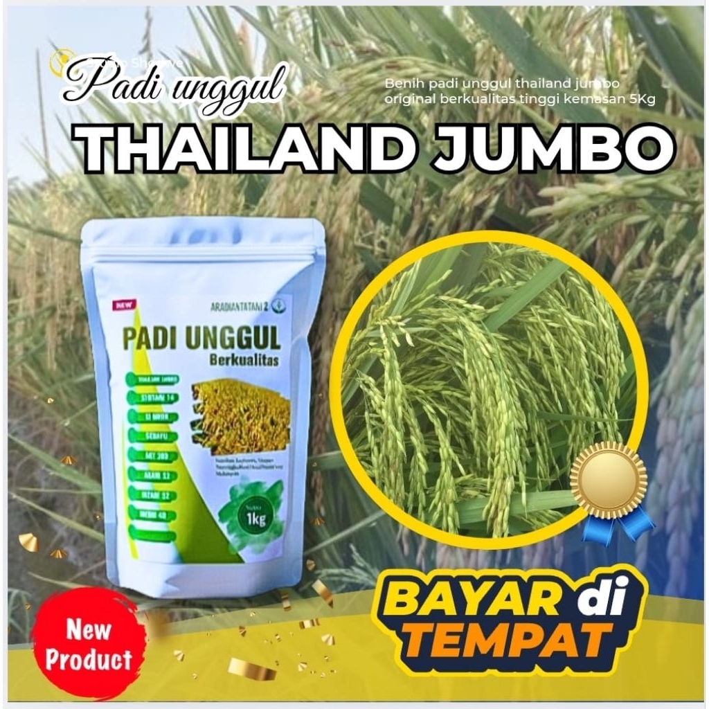 Benih padi Thailand jumbo original berkualitas