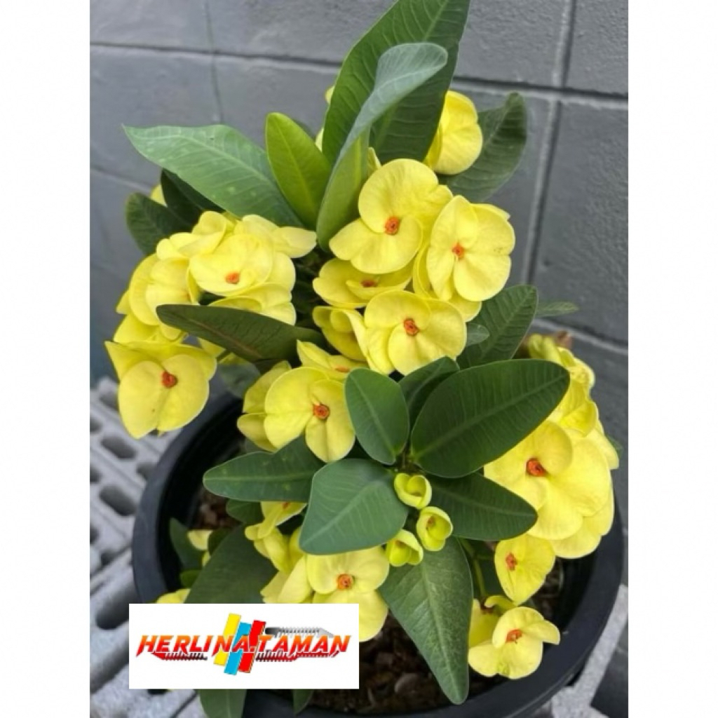 tanaman hias euforbia bunga kuning - euforbia kuning - eforbia