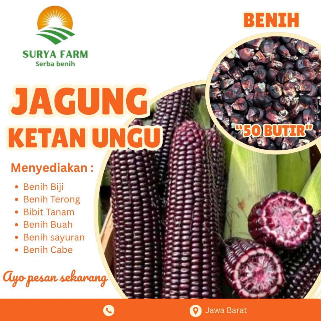 Benih Biji Jagung Ketan Ungu Kemasan /Bibit Jagung Ketan Ungu
