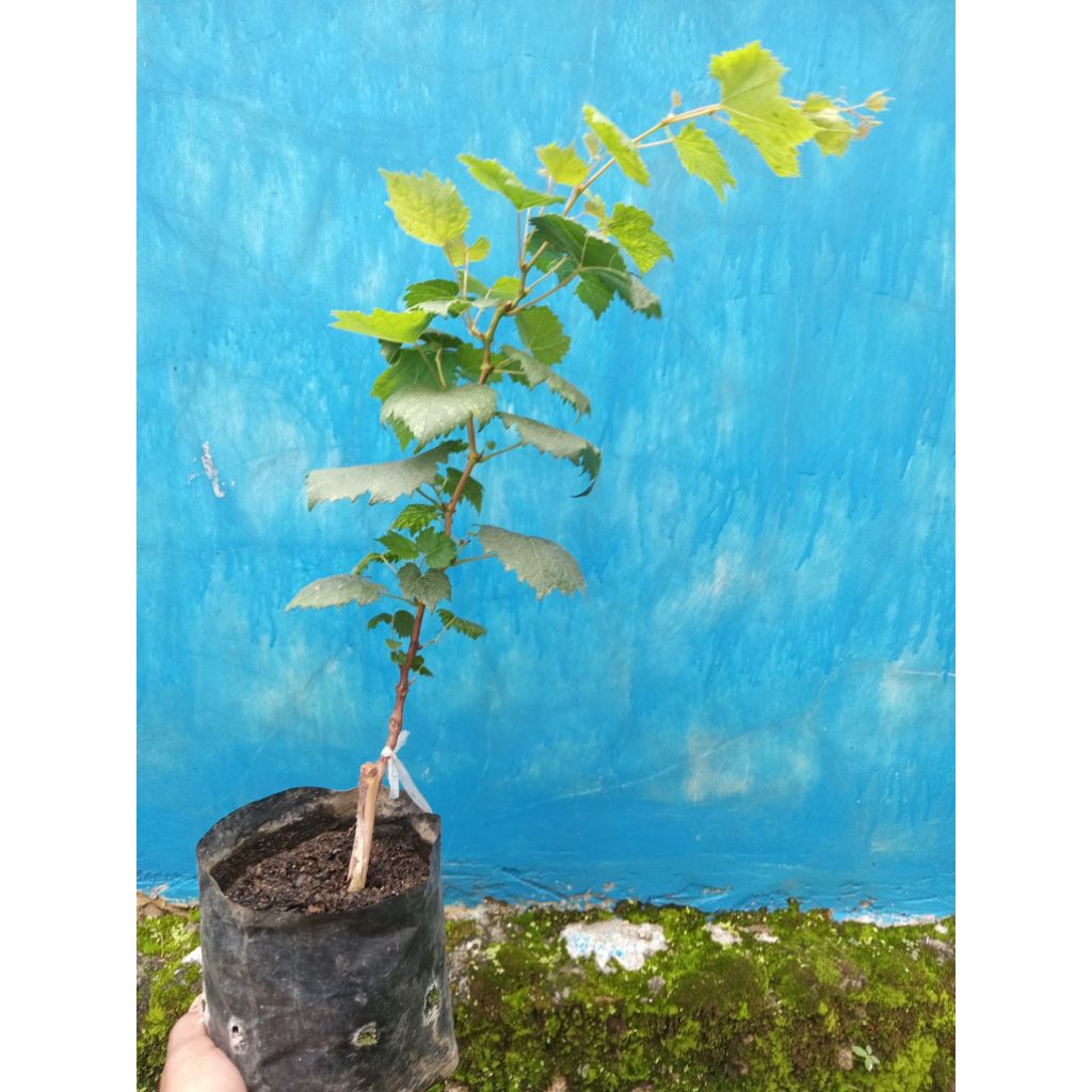 Bibit Anggur Cotton Candy