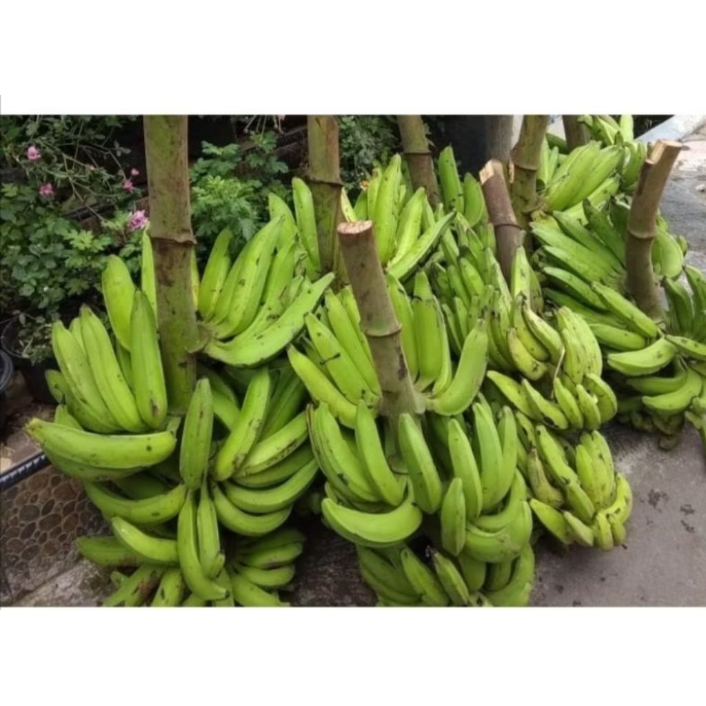 pisang nangka/pisang nangka 1kg/pisang nangka matang/pisang nangka stengah matang/pisang nangka ment