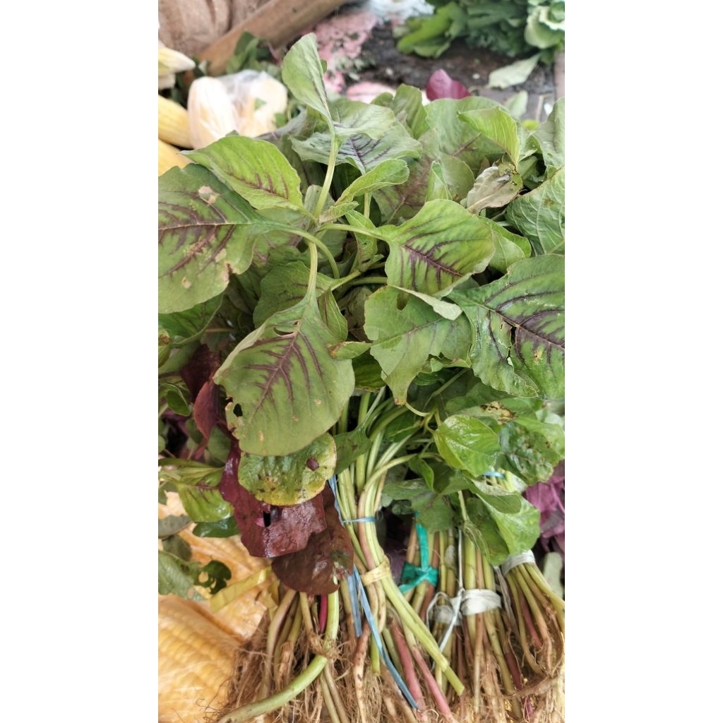 Bayam putih segar perikat