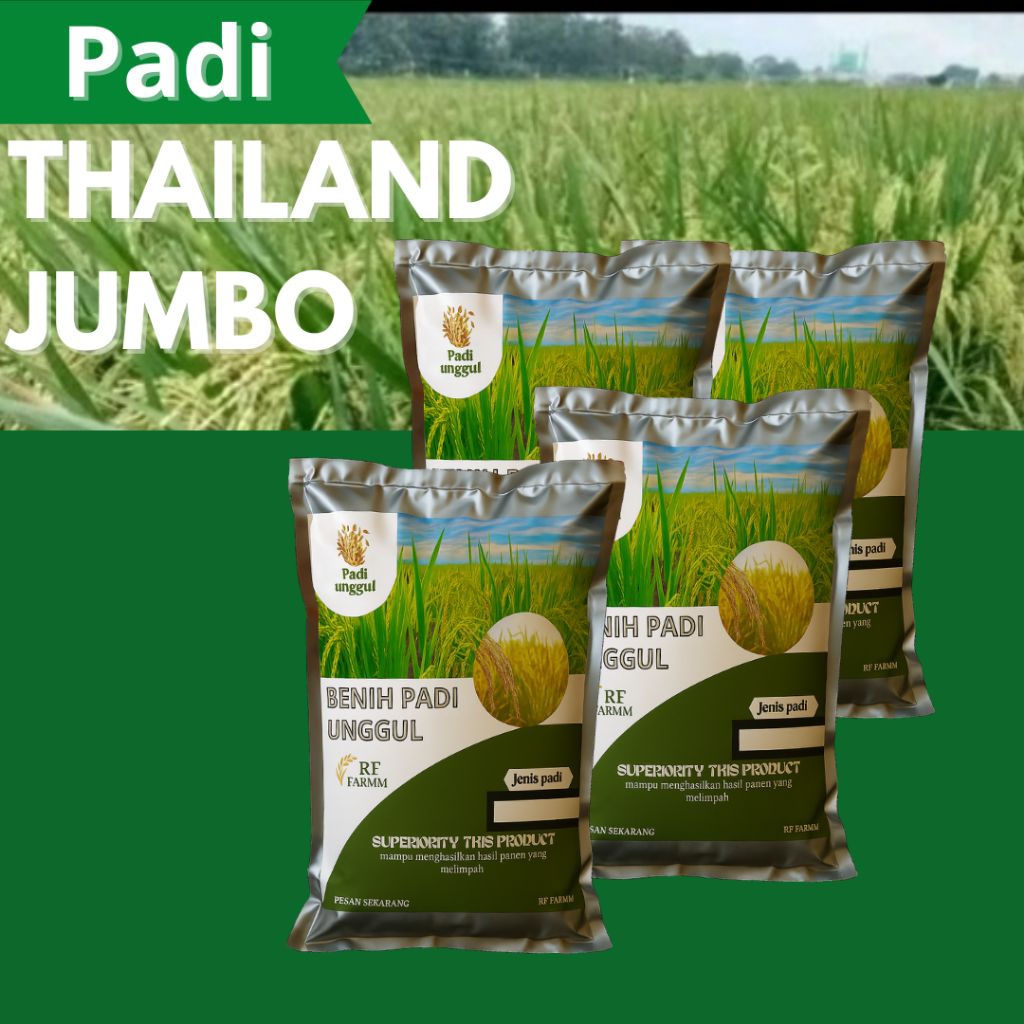 bibit padi Thailand jumbo 4pcs original berkualitas