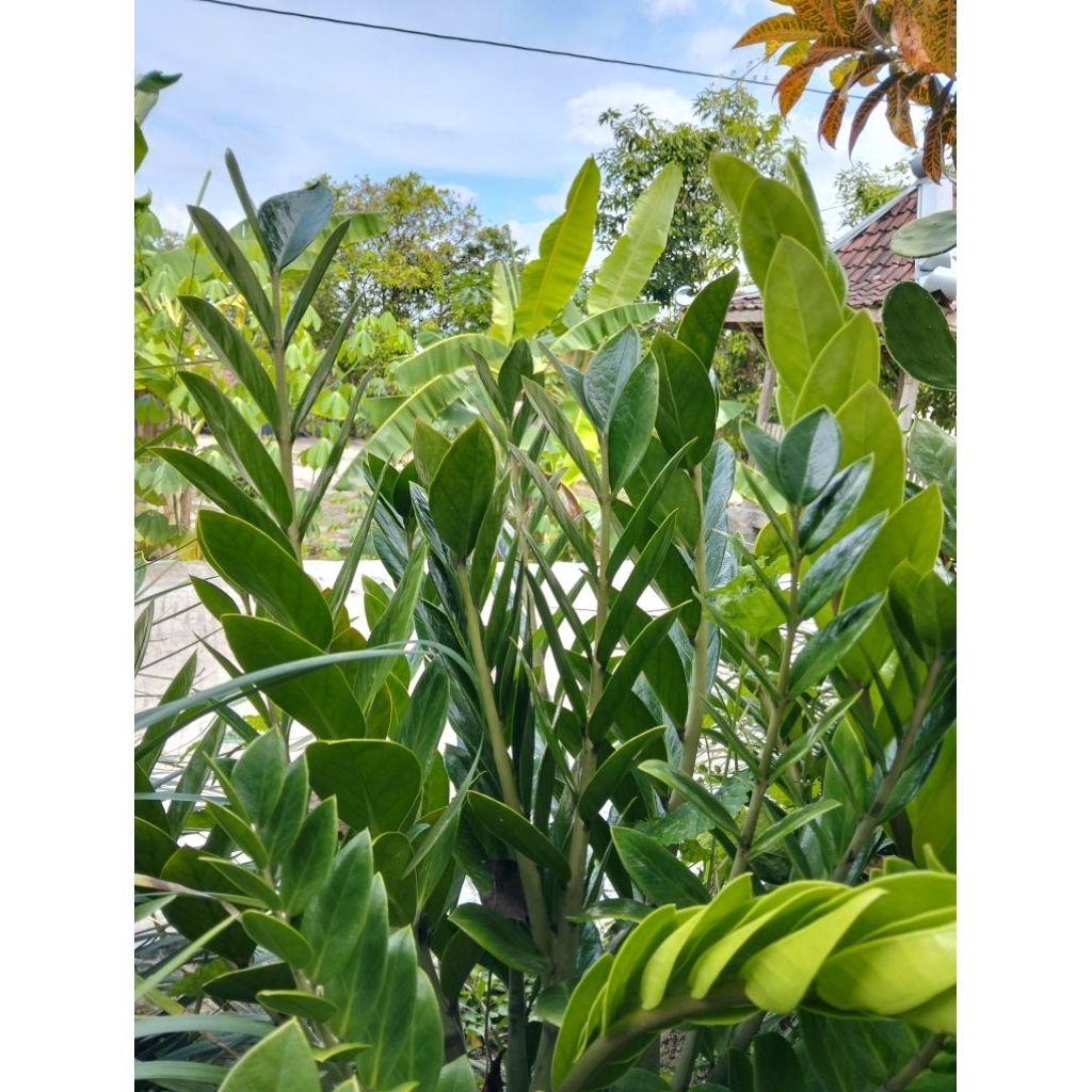 Tanaman Hias Zamia dollar/dollar zamia/ikat 3pcs