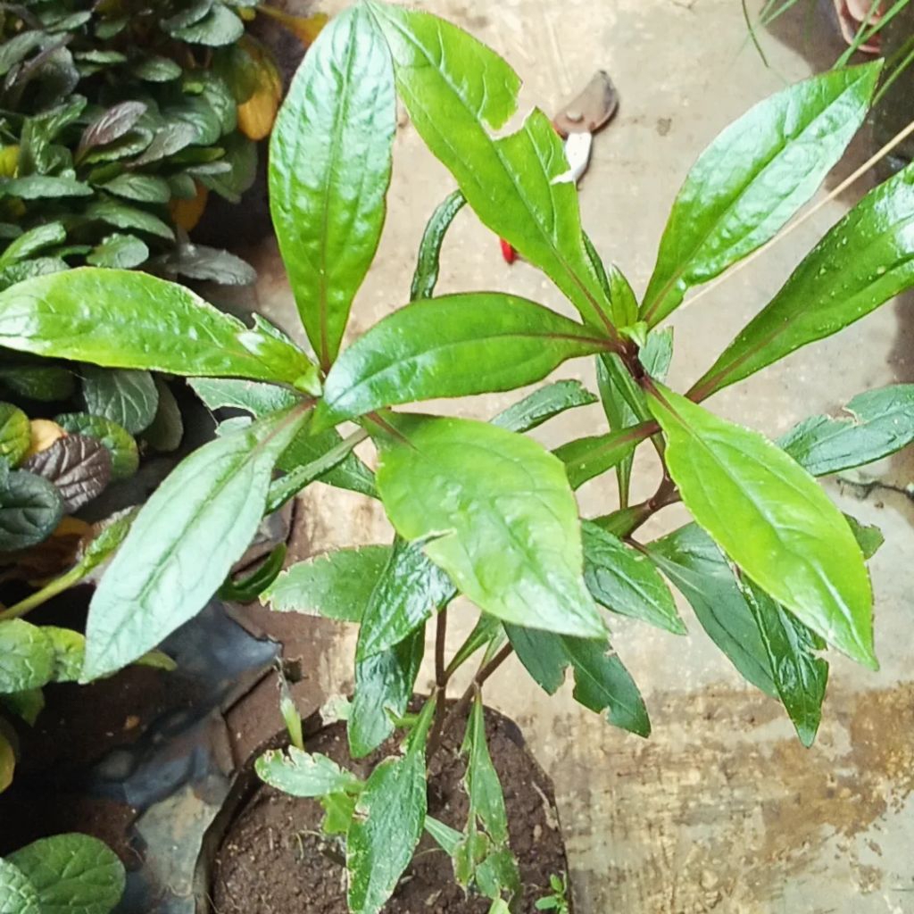 Tanaman Prasman Genjik/Tanaman herbal