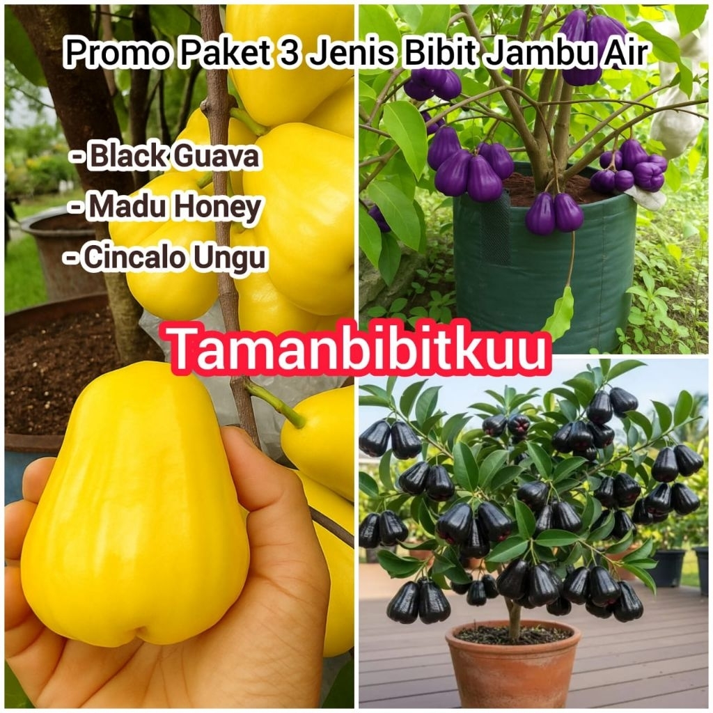 PROMO 3 Bibit Jambu Air Pendek Cepat Berbuah ( Jambu Air Madu Honey, Jambu Air Cincalo Ungu, Jambu A