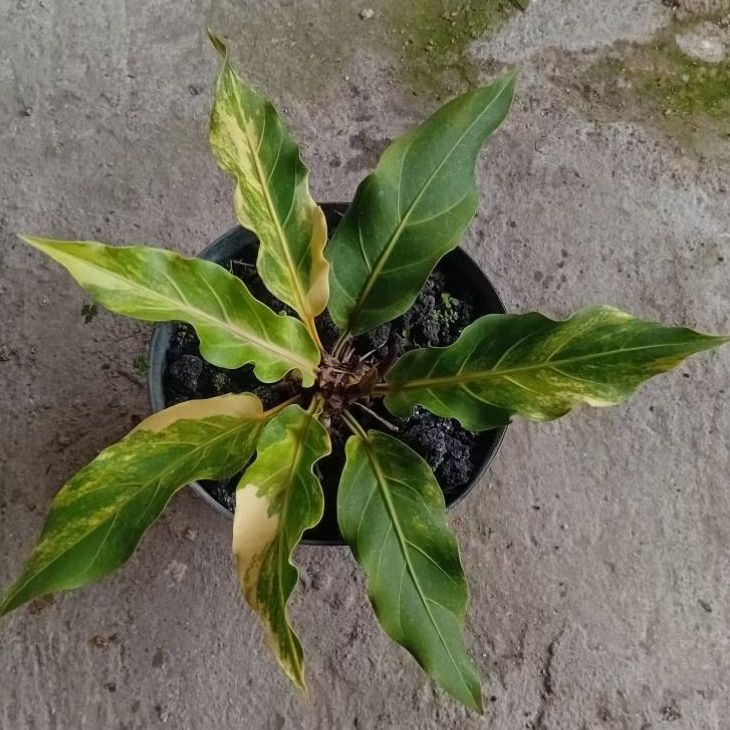 Tanaman Hias Anturium Gelombang Cinta Varigata