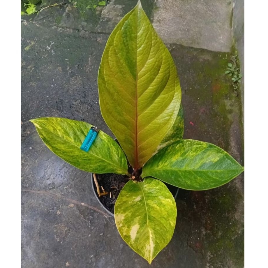Anthurium Jemani Varigata Hybrid Pink Real Pict