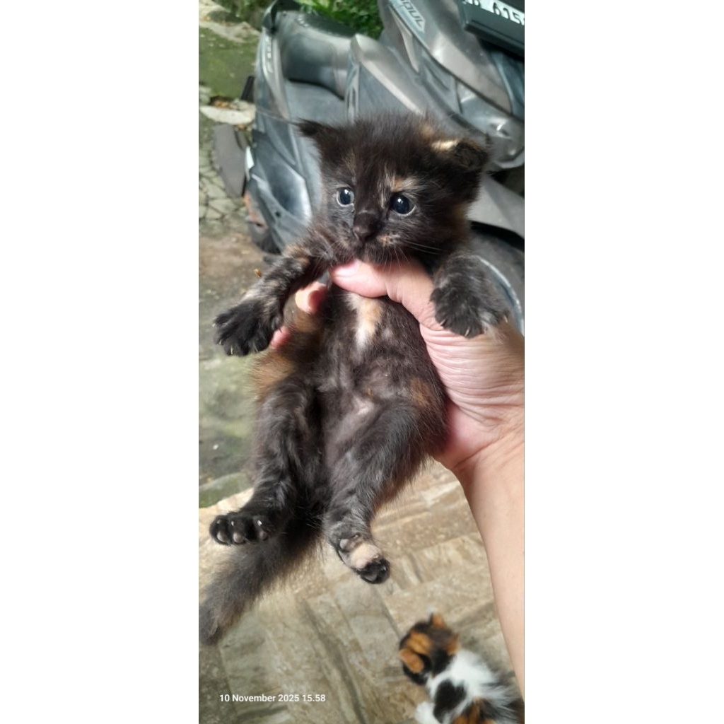 kitten Scottish Fold , Scotish Fold Betina , kitten Scottish Straigth , mix Mc.