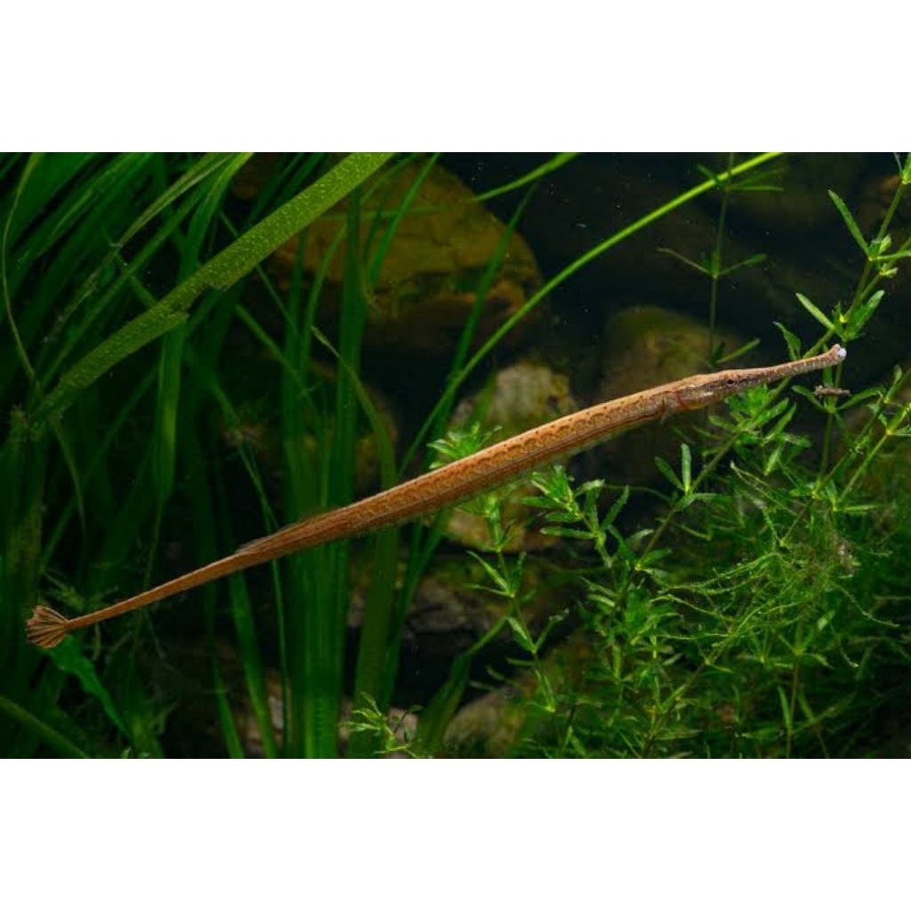 Ikan Pipefish kuda laut air tawar ukuran sedang || Garansi Hidup