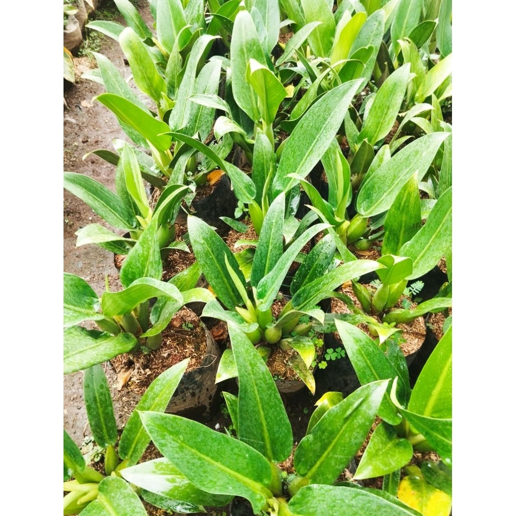 PHILODENDRON MARTIANUM ukuran gede - philodendron martianum - phlodendron katak - pilo katak