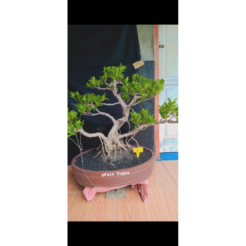 bonsai kimeng siap pajang