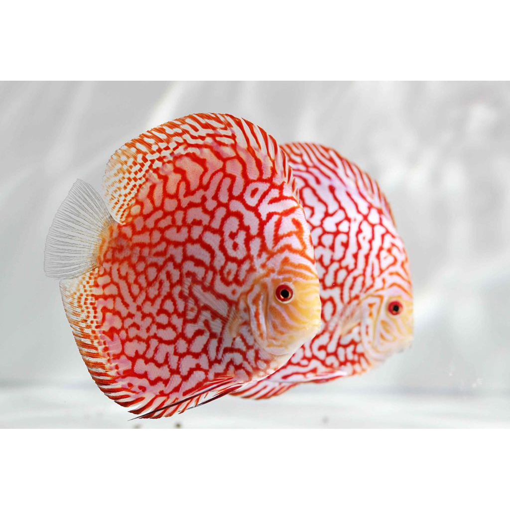 DISCUS PIGEON HIASAN AQUARIUM