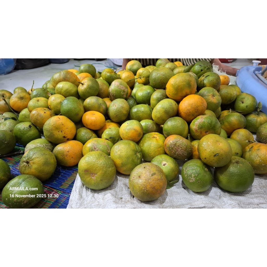Buah Jeruk Kelele Gayo Manis / Jeruk Keprok / Jeruk Manis