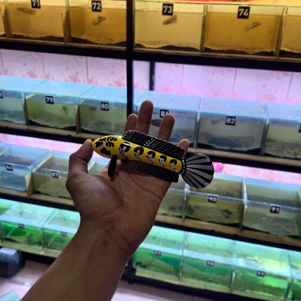 pelet channa limbata single tank 25