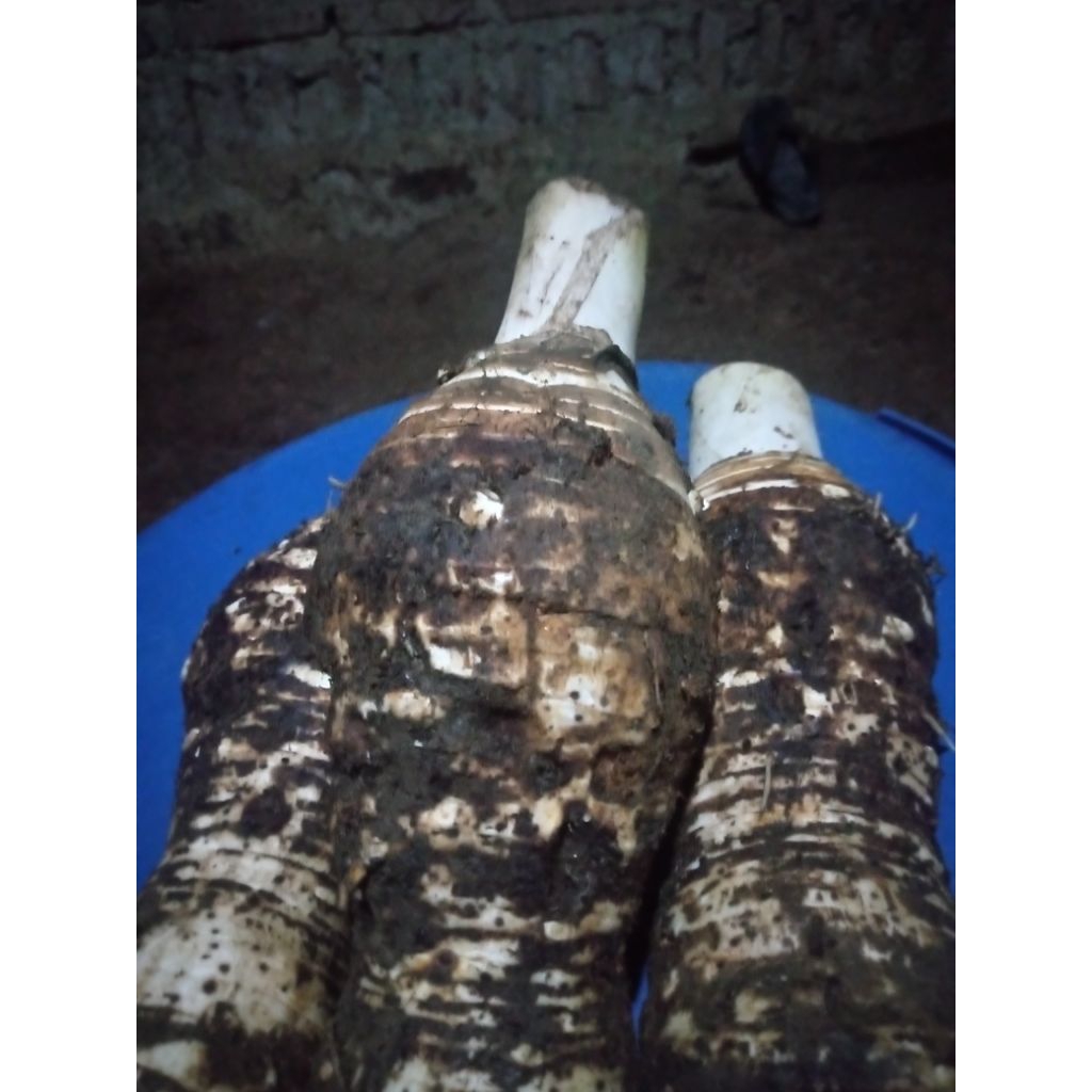 umbi talas Pratama 2 berkualitas 2kg