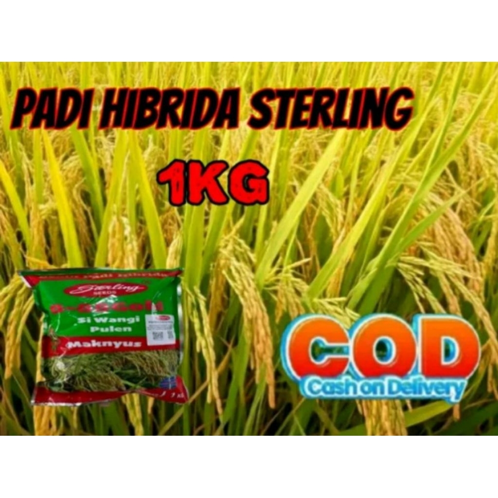 Benih padi hibrida sterling 1kg