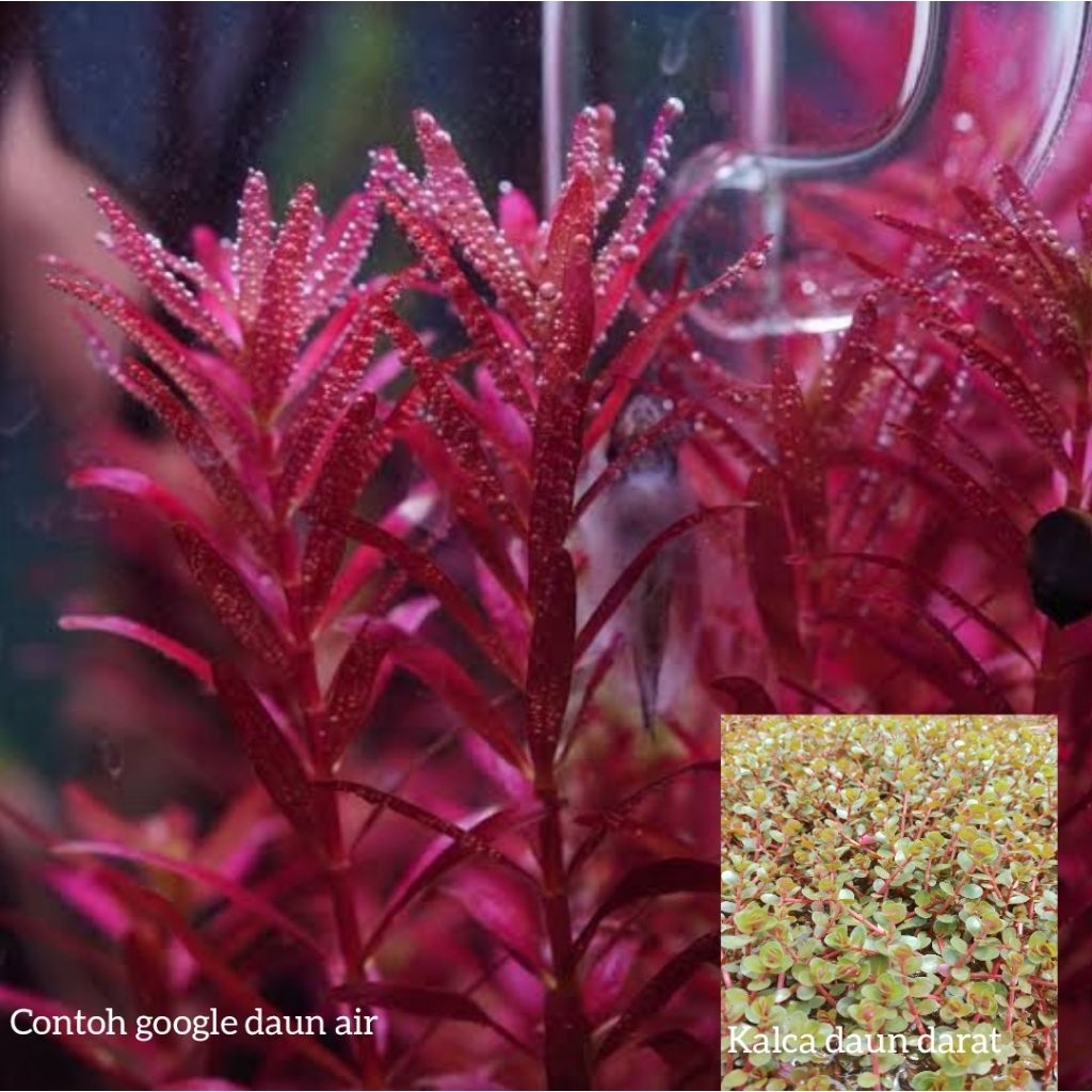 Rotala bloodred Singapura paket 10 batang tanaman aquascape hiasan aquarium