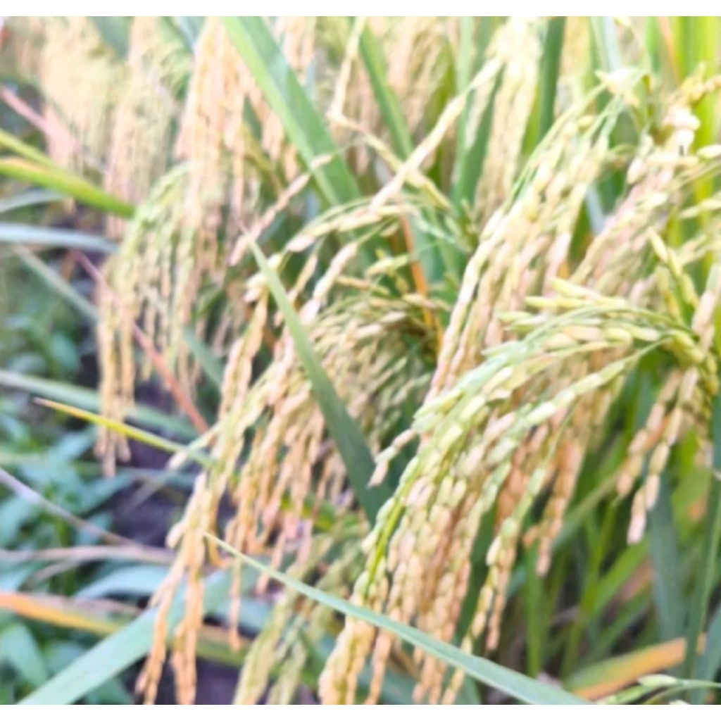 BENIH PADI MR 297 KEMASAN 1KG