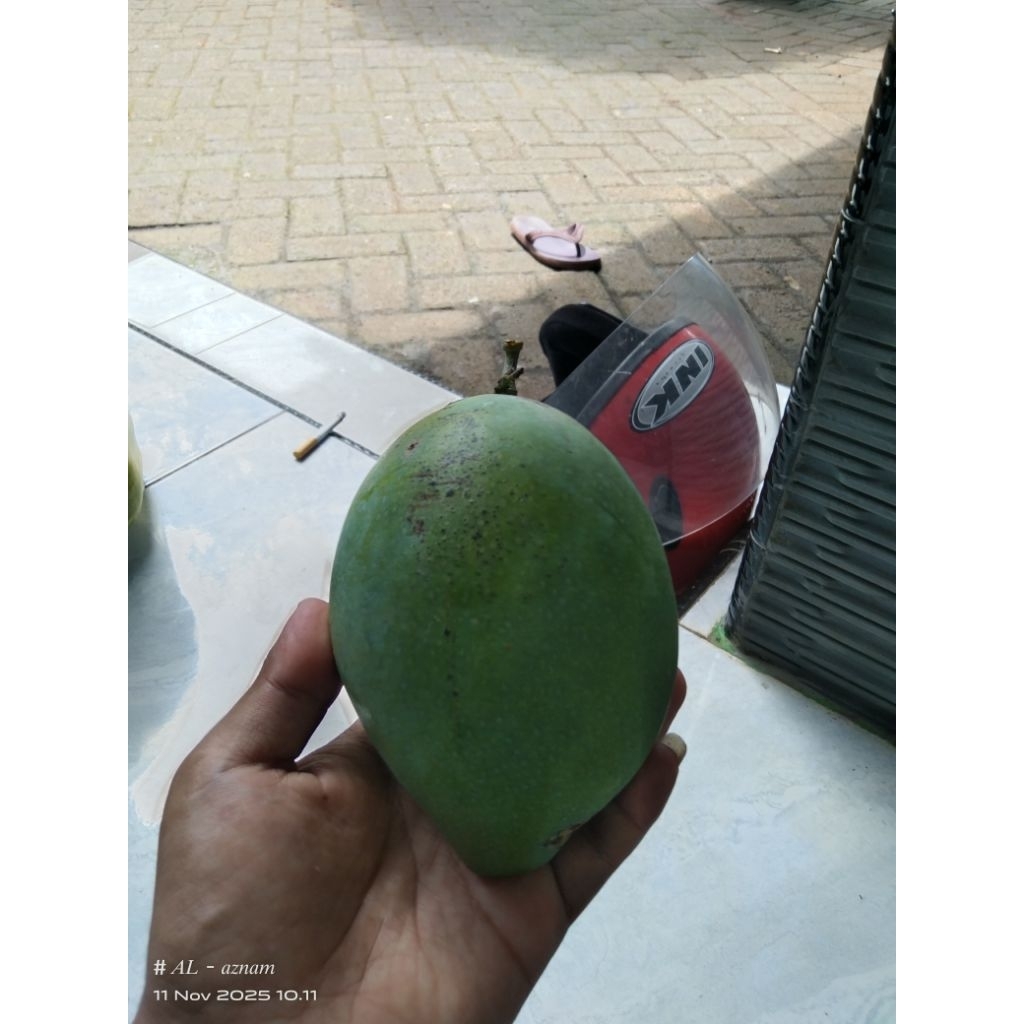 mangga gadung