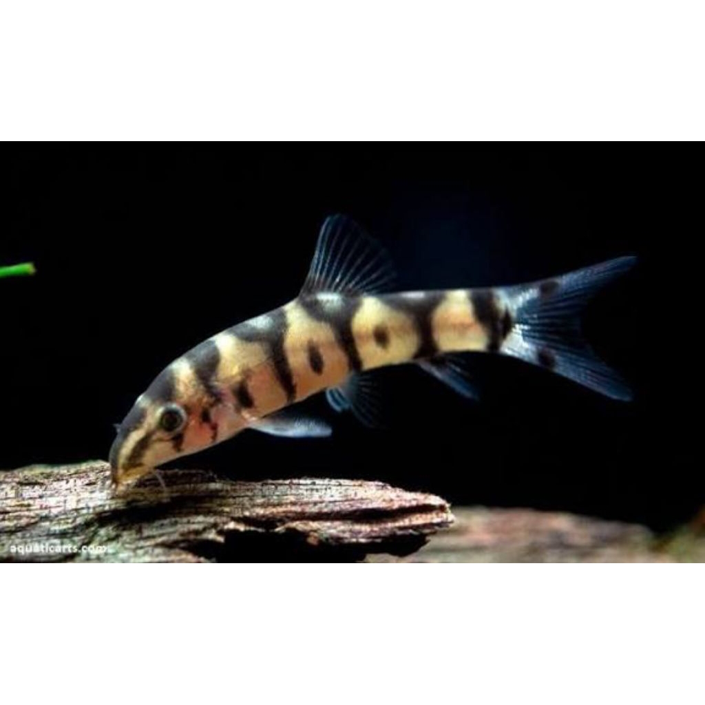 JUAL BOTIA INDIA, IKAN PEMBERSIH, AQUASCAPE