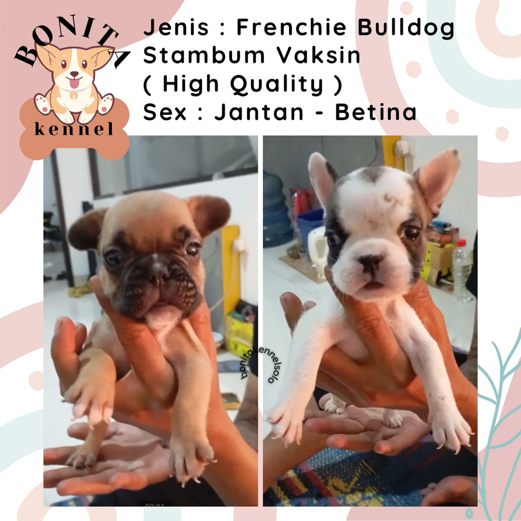 Frenchie Bulldog Pied Stambum Anak Anjing French Bulldog