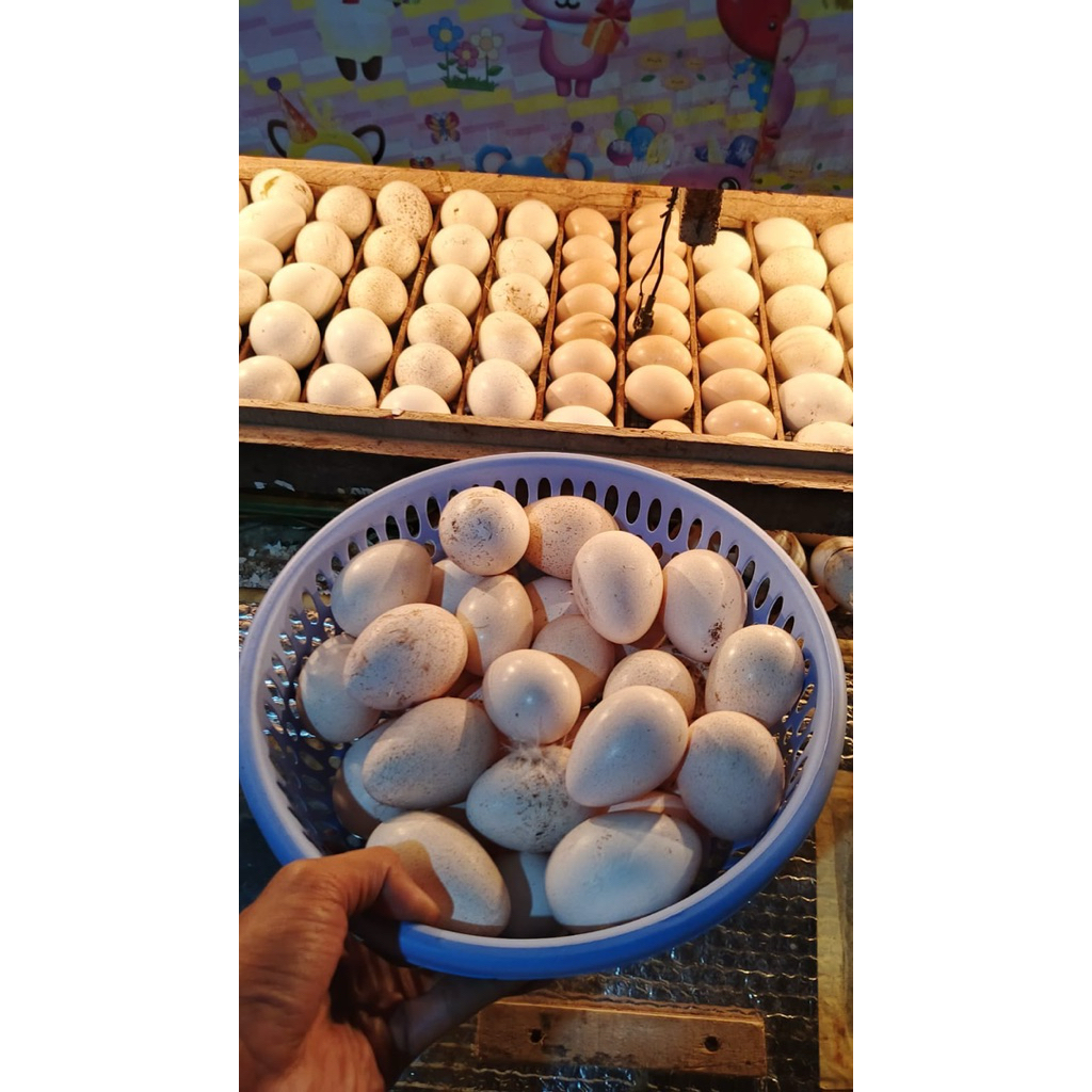 TELUR  AYAM KALKUN(bisa untuk di tetaskan)