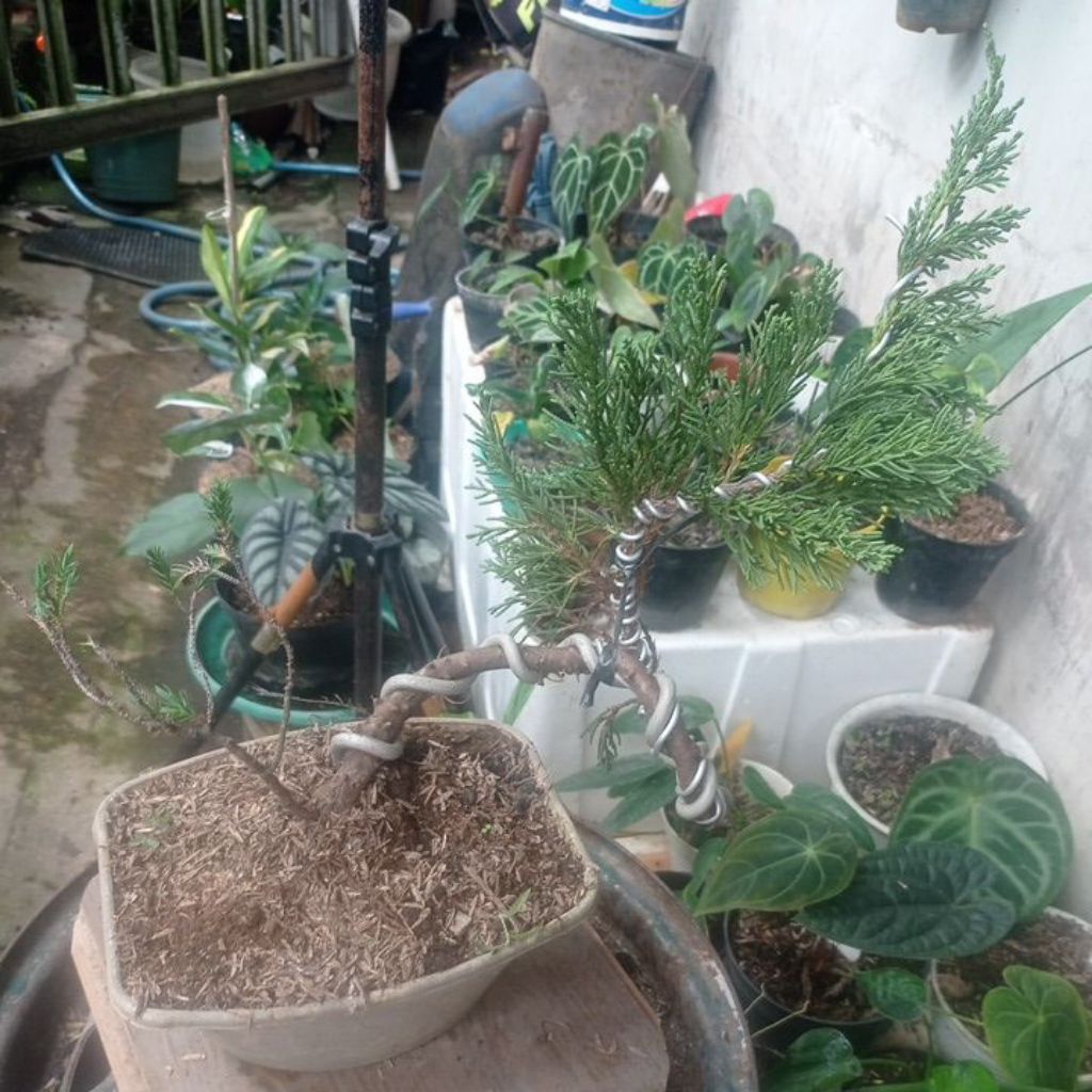 bonsai Cemara sinensis