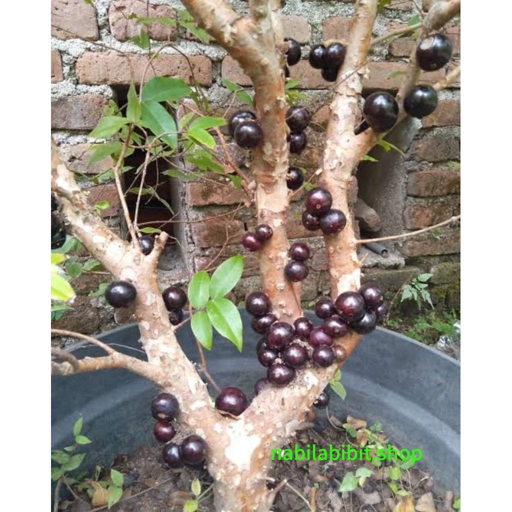 bibit anggur brazil anggur pohon sudah siap berbuah live