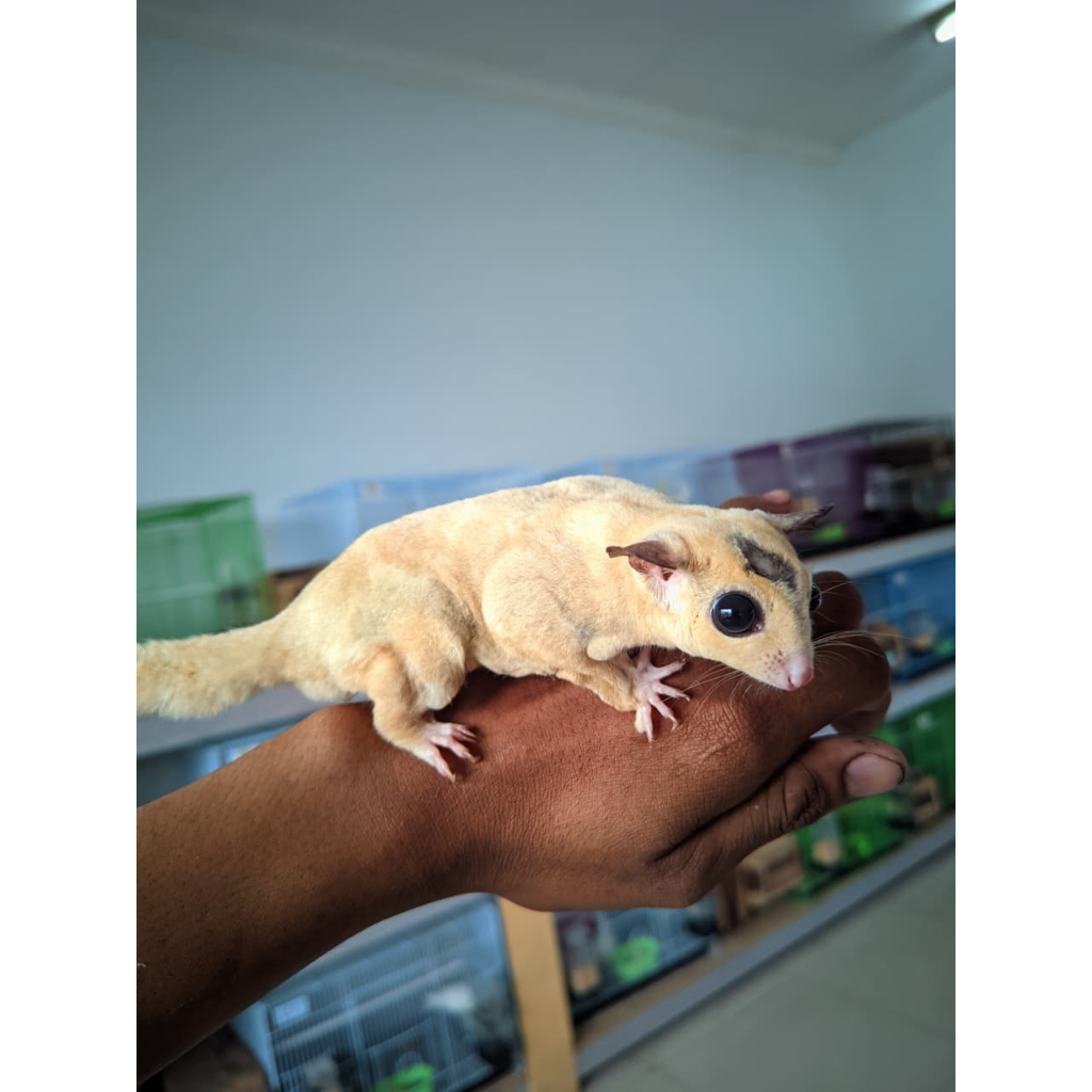 Sugar Glider Creamino Joey Sepasang