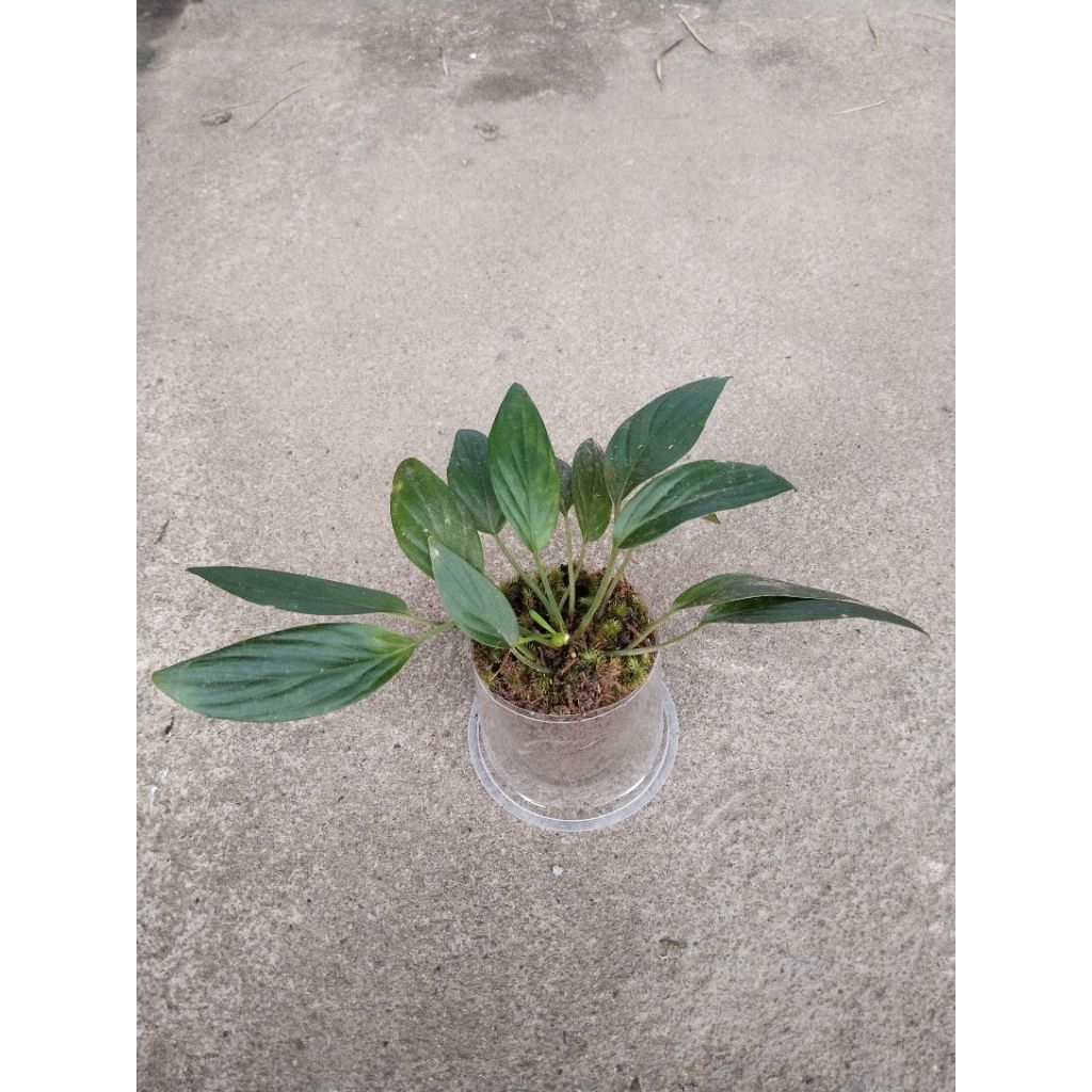 homalomena sp