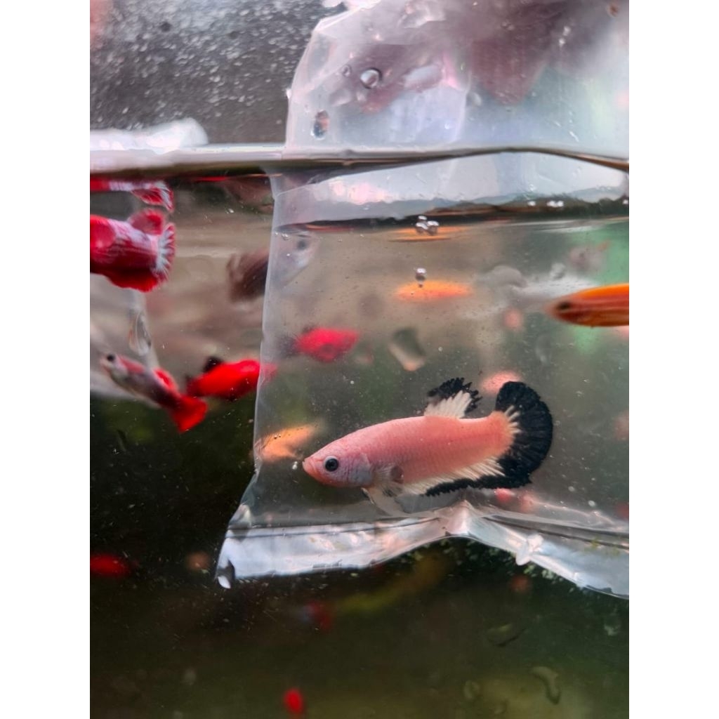 ikan cupang plakat hmpl blue rim bicolor betta fish