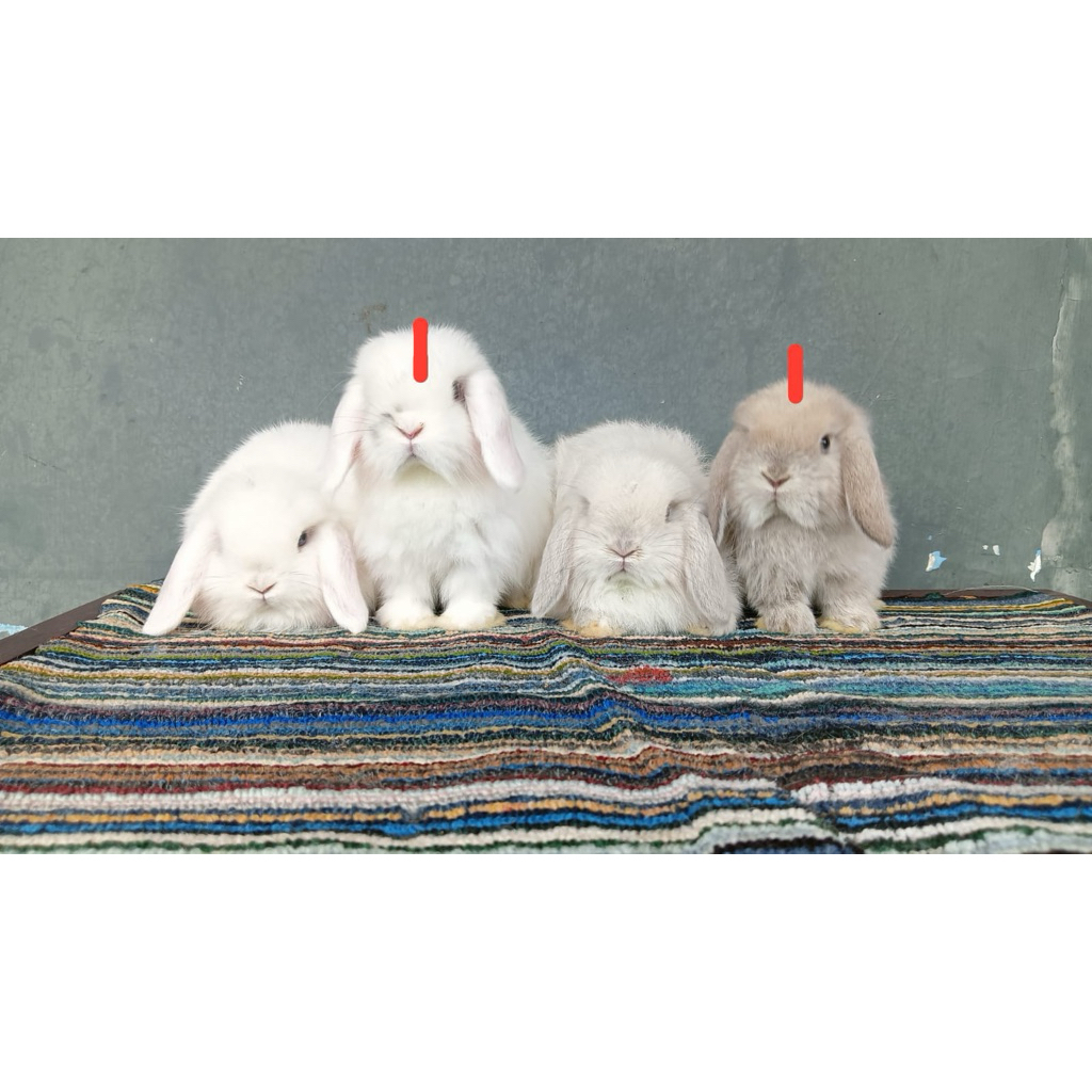 Kelinci Holand Lop