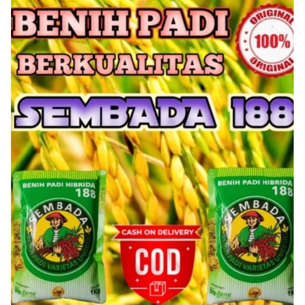 BENIH PADI SEMBADA 188 BERKULITAS 1KG
