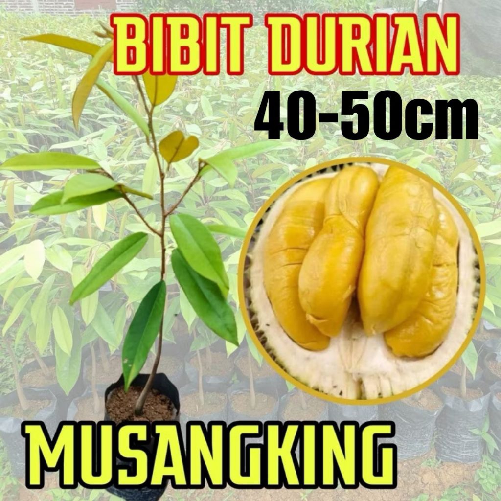 100% VALID BIBIT DURIAN MUSANGKING. ASLI OKULASI SAMBUNG PUCUK